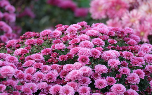 1258498 (a): :2560x1600